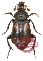 Nicrophorus (s.str.) sp. 2