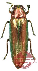Chrysochroa bimaensis (red variation)