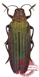 Demochroa lacordairei ssp. ?