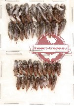 Elateridae sc. lot no. 1A (39 pcs)