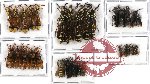 Scientific lot no. 71 Hymenoptera (29 pcs - 5 pcs A2)