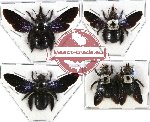 Scientific lot no. 69 Hymenoptera - Xylocopa spp. (5 pcs A, A-, A2)