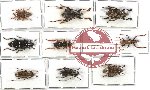 Scientific lot no. 48 Cerambycidae (9 pcs A, A-, A2)