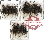 Scientific lot no. 180 Curculionidae (14 pcs)