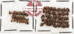 Anthicidae Scientific lot no. 17 (119 pcs)