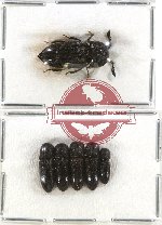 Scientific lot no. 38 Eucnemidae (6 pcs)