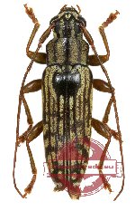 Tmesisternus rufipes Blanchard (A2)