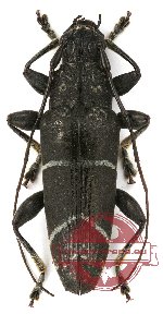 Tmesisternus trivittatus G.-Mén. (A2)