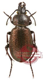 Carabus (Semnocarabus) transiliensis (A-)