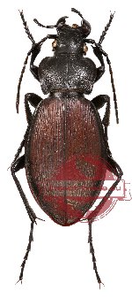 Carabus (Morphocarabus) aeruginosus