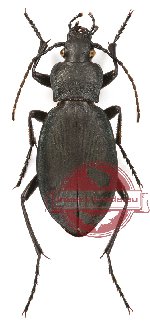 Carabus (Pachycarabus) koenigi (5 pairs)