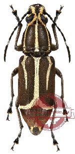 Xenocerus equestris equestris Pascoe, 1860