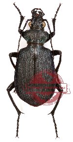 Calosoma scabrosum ssp. scabrosum