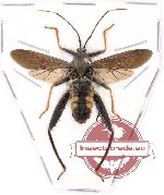 Coreidae sp. 14 (spread) (A2)