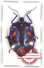 Scutellarinae sp. 23