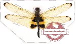 Ryothemis phyllis subsp. (A-)