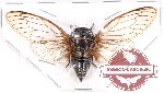Cicada sp. 33