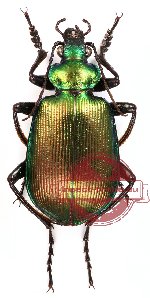 Calosoma oceanicum ssp. klynstrai – green/metallic form (5 pairs)