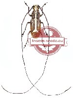 Xenocerus cf. flagellatus