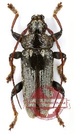 Tmesisternini sp. 15