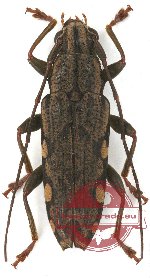 Tmesisternini sp. 23 (A2)