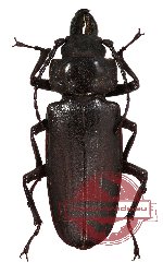 Hystatus javanus