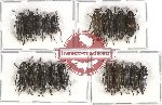 Scientific lot no. 59 Cerambycidae (Glenea spp.) (19 pcs A-, A2)