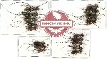 Scientific lot no. 60 Cerambycidae (18 pcs A-, A2)