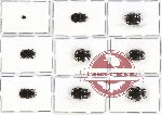 Histeridae Scientific lot no. 42 (9 pcs - 3 pcs A2)