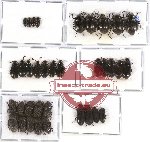 Tenebrionidae Scientific lot no. 129 (35 pcs)