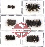 Tenebrionidae Scientific lot no. 128 (26 pcs)