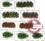 Cetoniidae sc. lot no. 2 (29 pcs A-, A2)