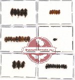 Scientific lot no. 16 Nitidulidae (33 pcs)