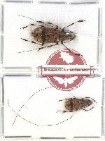 Anthribidae scientific lot no. 45 Apolecta tonkiniana (2 pcs)