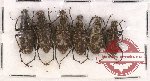 Anthribidae scientific lot no. 42 Acorynus spp. (6 pcs)