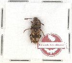 Anthribidae scientific lot no. 44 Dendropemon hypocrita (1 pc)