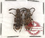 Anthribidae scientific lot no. 49 Xylinda nodicornis (2 pcs)