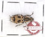 Anthribidae scientific lot no. 50 Xenocerus charis (1 pc)