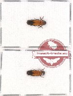 Elateridae sc. lot no. 54 (2 pcs)