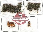 Cleridae Scientific lot no. 26 (19 pcs)