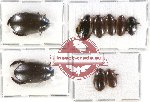 Dytiscidae Scientific lot no. 33A (9 pcs)