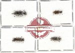 Scientific lot no. 19 Mordellidae - Glipa (Macroglipa) spp. (4 pcs)