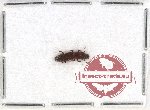 Prostomidae Scientific lot no. 1 (25 pcs)3 (1 pc)