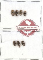 Chelonaridae Scientific lot no. 10 (7 pcs)