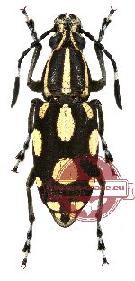 Xenocerus lacrymans Thomson, 1857 (A2)