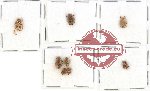 Scientific lot no. 28 Hopliinae (8 pcs)