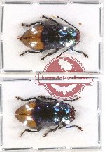 Scientific lot no. 163 Chrysomelidae (2 pcs - 1 pc A2)