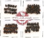 Scientific lot no. 272 Coprophaga (Onthophagus spp.) (80 pcs)