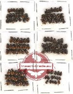 Scientific lot no. 266 Coprophaga (Onthophagus) (116 pcs)