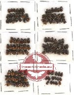 Scientific lot no. 266 Coprophaga (Onthophagus) (116 pcs)